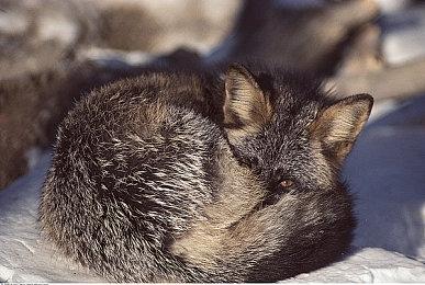 E3 2021：《漫威银河护卫队》最新预告 10月26日发售